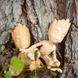 Пластик для 3D-Принтера Prusament Woodfill Linden Light 1kg Prusament Woodfill Linden Light 1kg фото 3